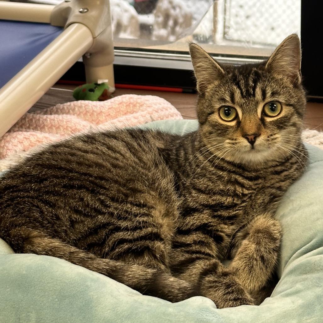 Enlarge Moss, a Adoptable Domestic Short Hair in Rocky Mount, VA image 2/6