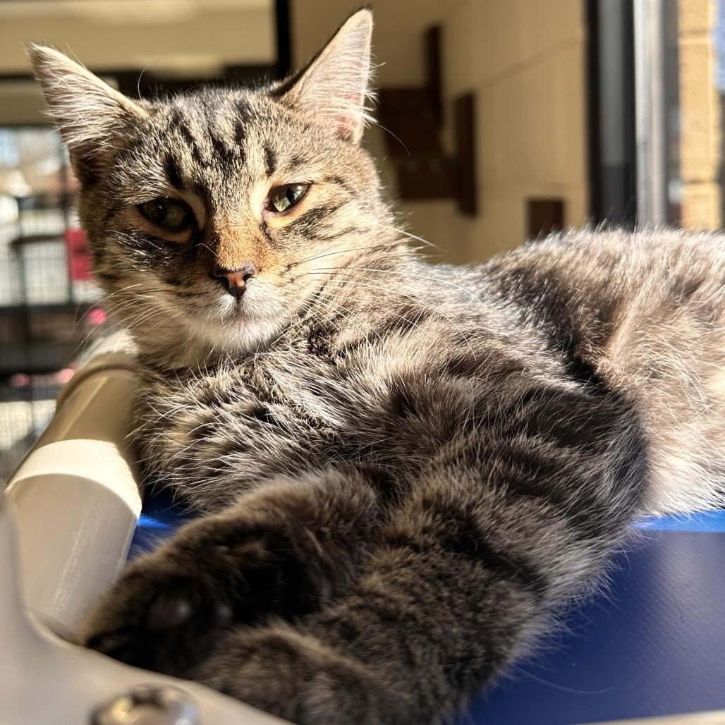 Moss, a Adoptable Domestic Short Hair image 3/6