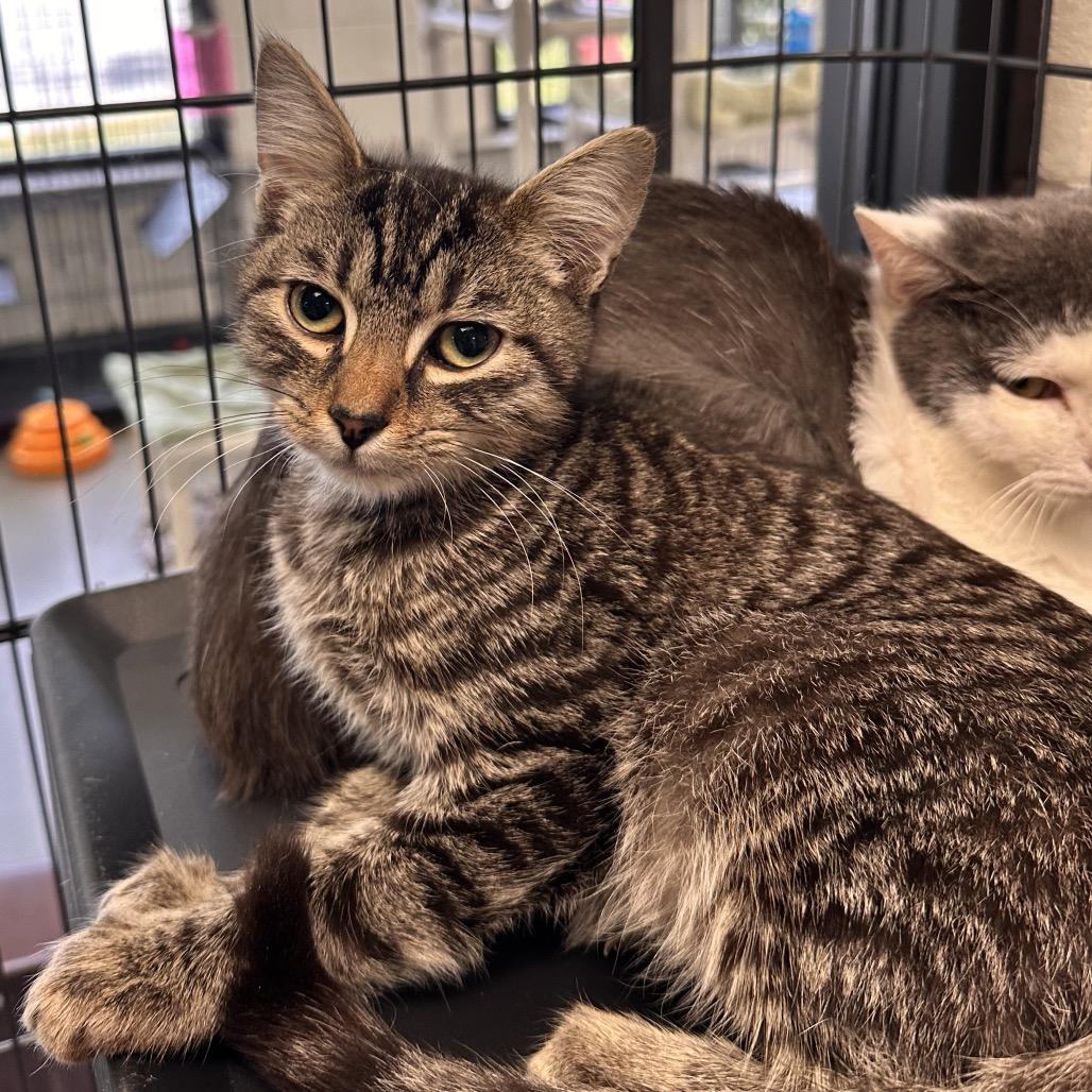 Moss, a Adoptable Domestic Short Hair image 4/6