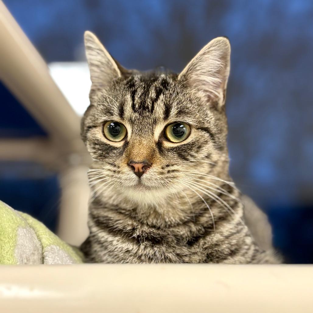 Enlarge Moss, a Adoptable Domestic Short Hair in Rocky Mount, VA image 4/6