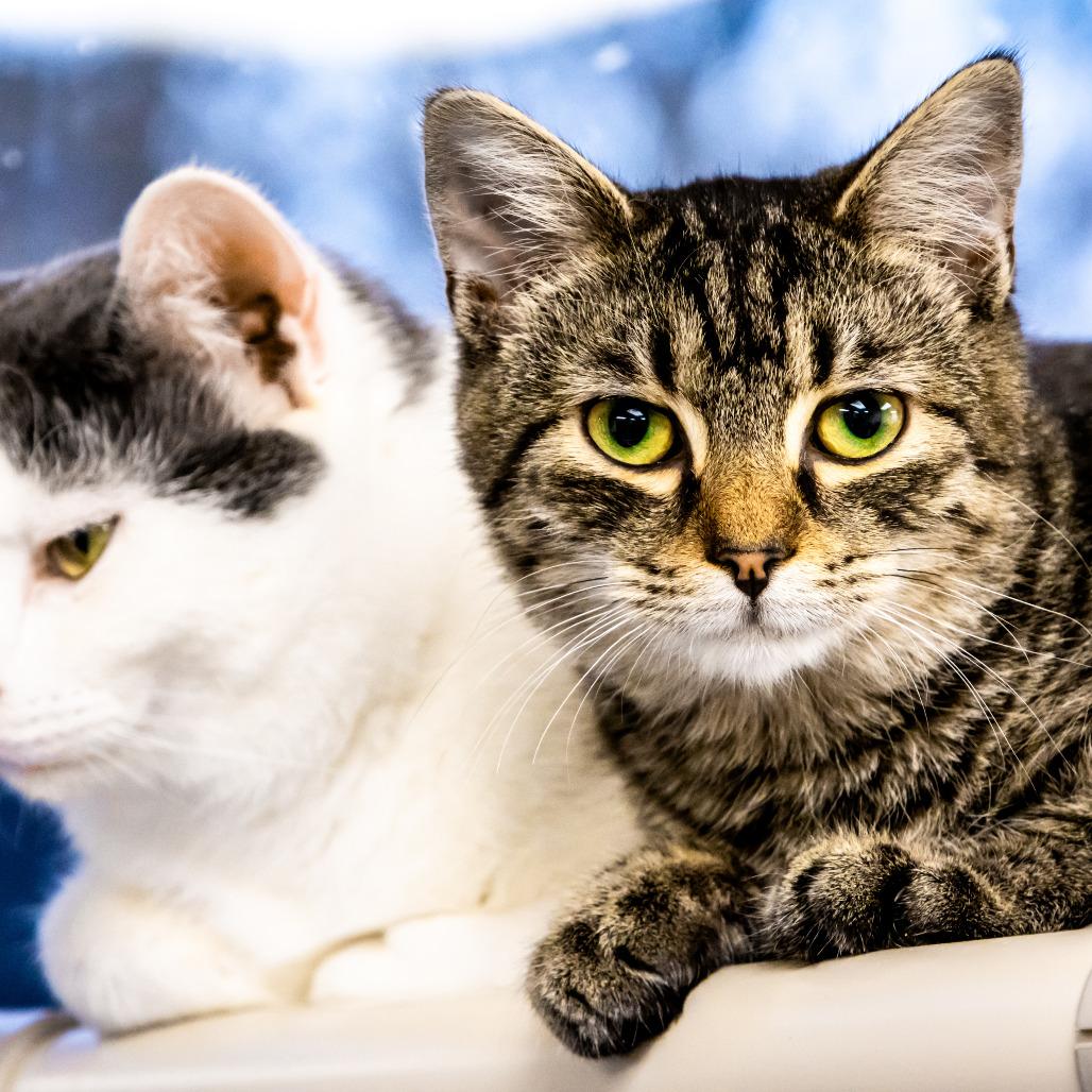 Moss, a Adoptable Domestic Short Hair image 5/6