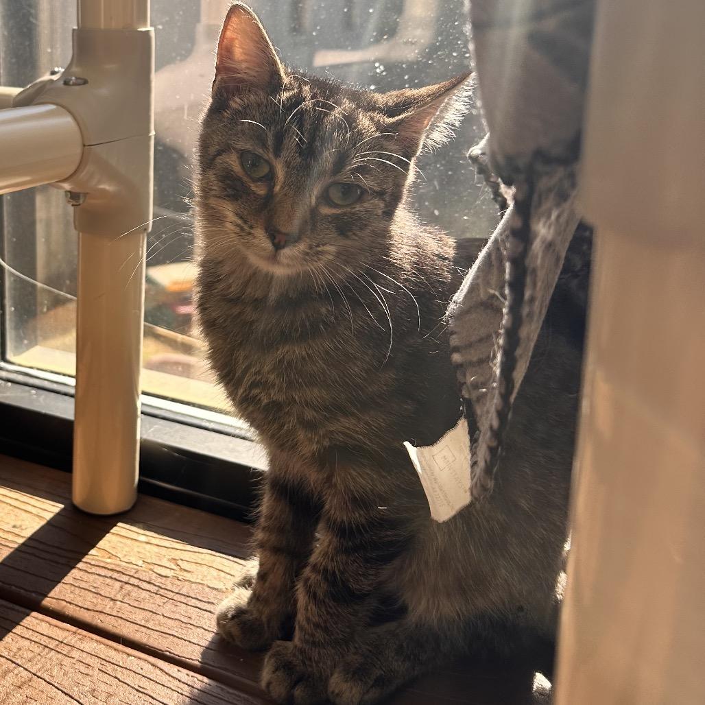 Moss, a Adoptable Domestic Short Hair image 6/6