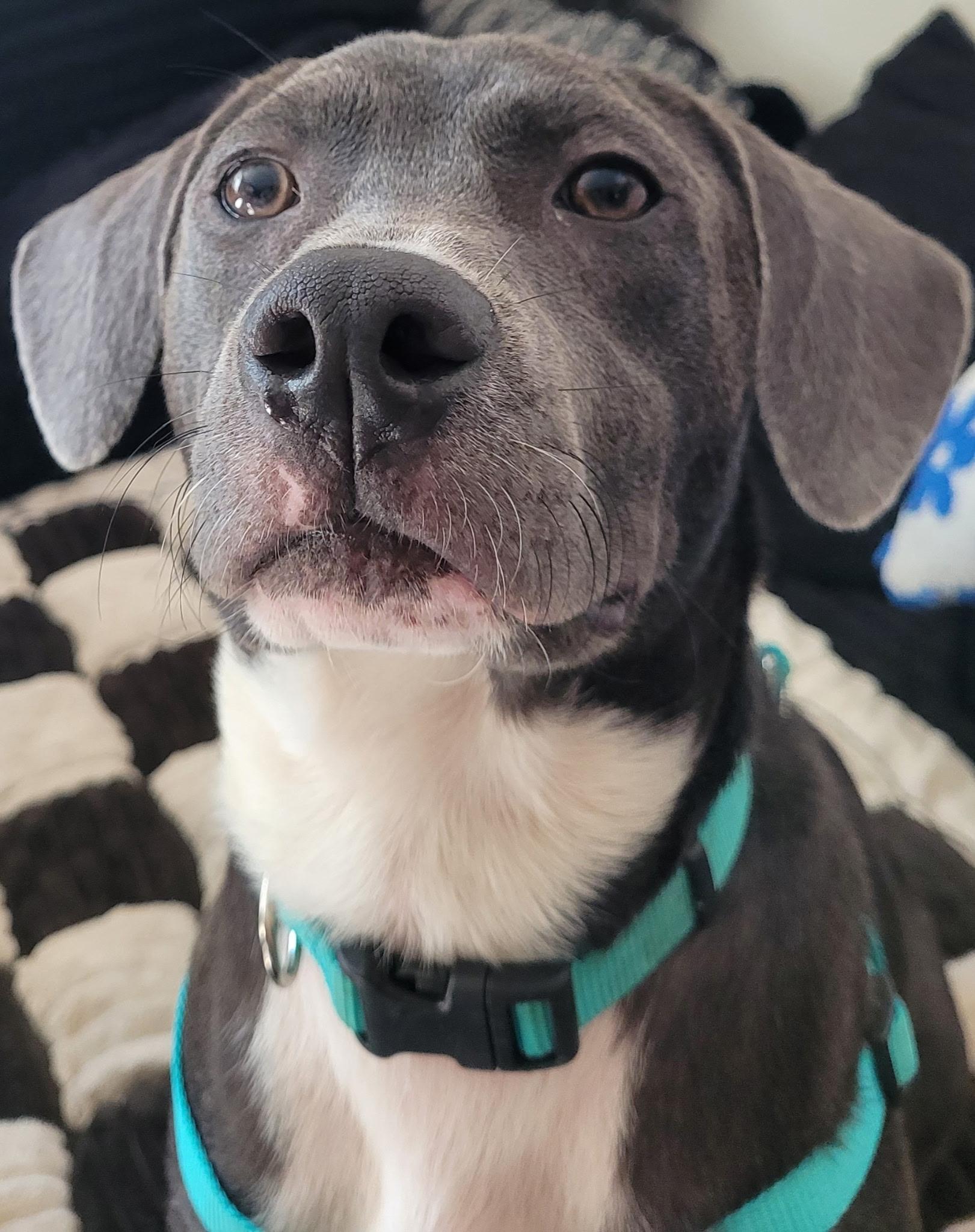 Dewey, a ADOPTABLE mixed breed in Newfoundland, NJ image 1/6
