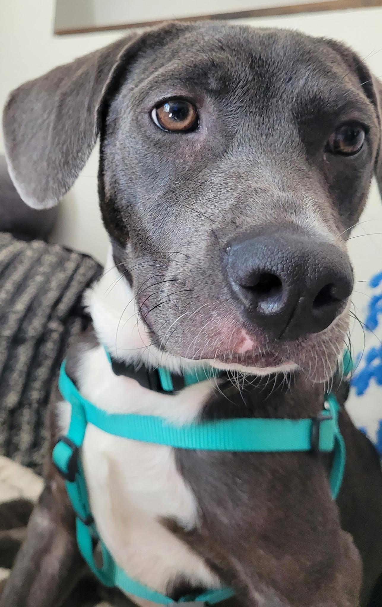 Dewey, a ADOPTABLE mixed breed in Newfoundland, NJ image 3/6