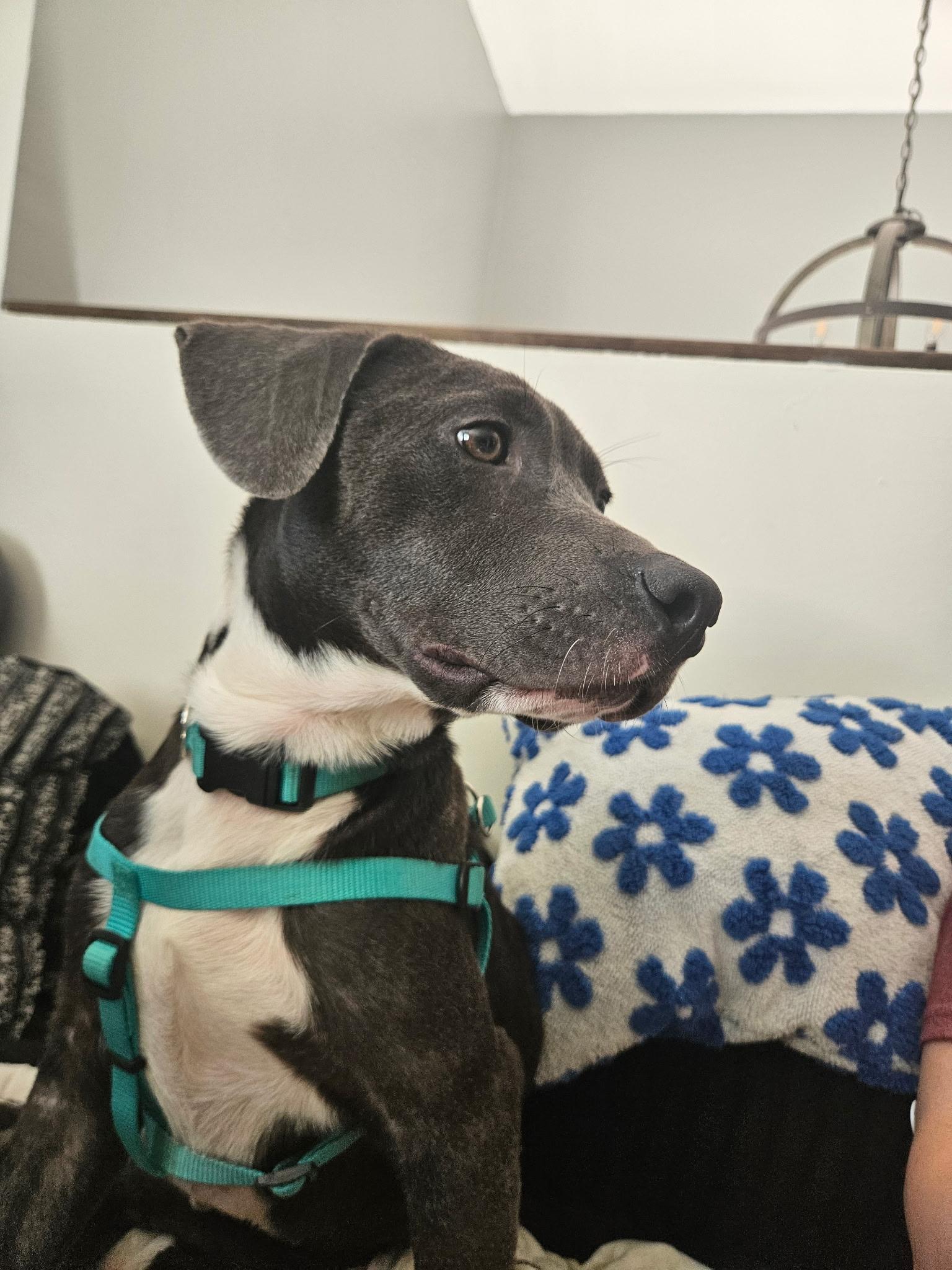 Dewey, a ADOPTABLE mixed breed in Newfoundland, NJ image 5/6