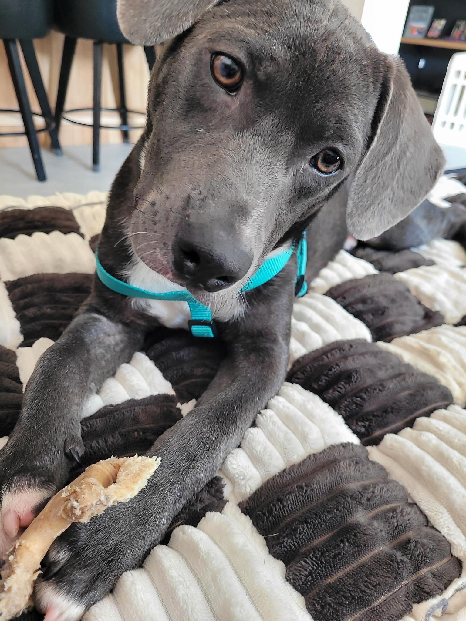 Dewey, a ADOPTABLE mixed breed in Newfoundland, NJ image 4/6