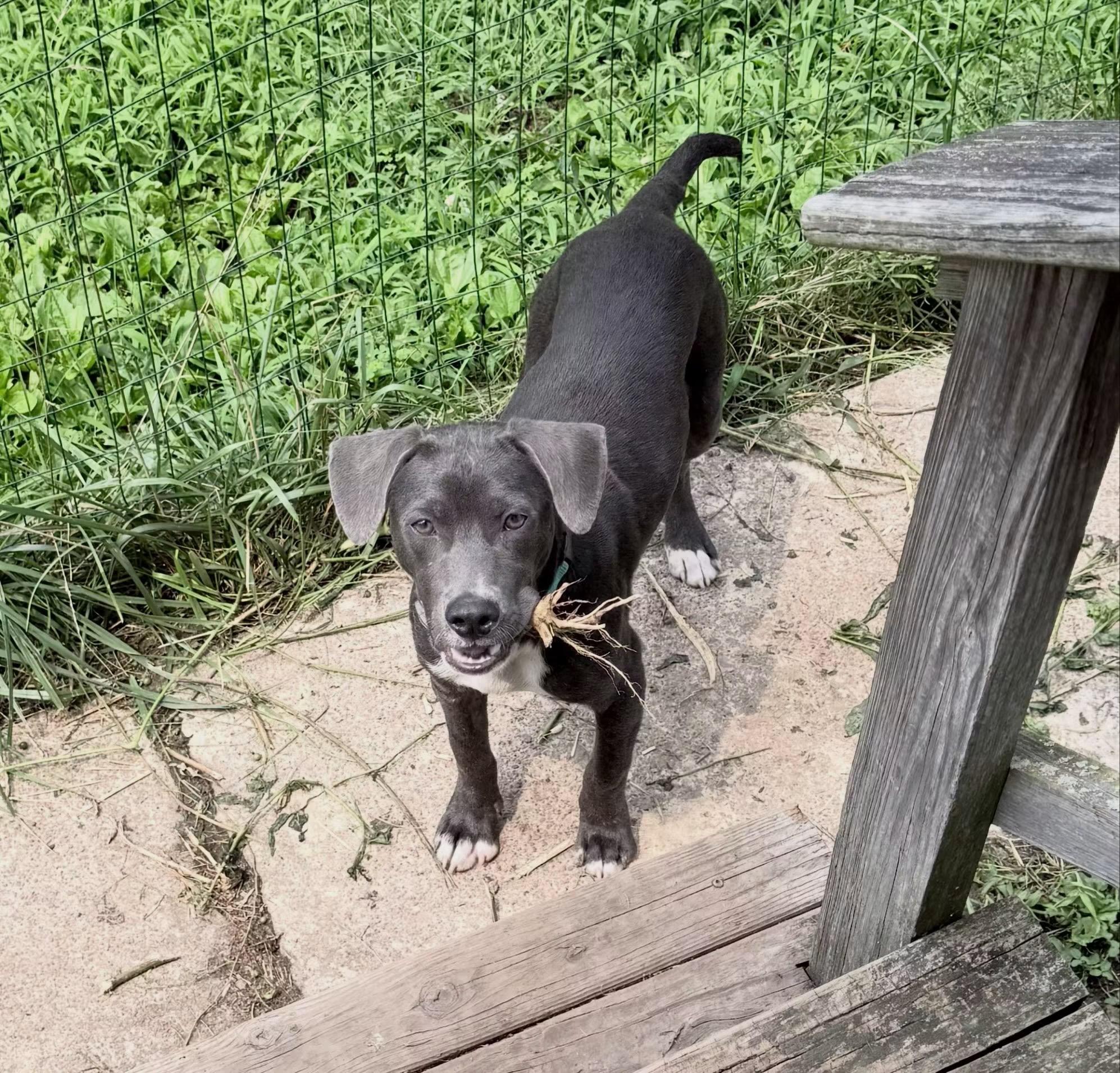 Dewey, a ADOPTABLE mixed breed in Newfoundland, NJ image 2/6