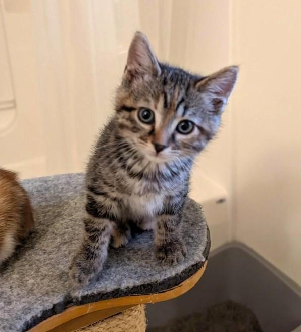 Enlarge Everly, an adopted Domestic Short Hair in Boiling Springs, PA image 4/6