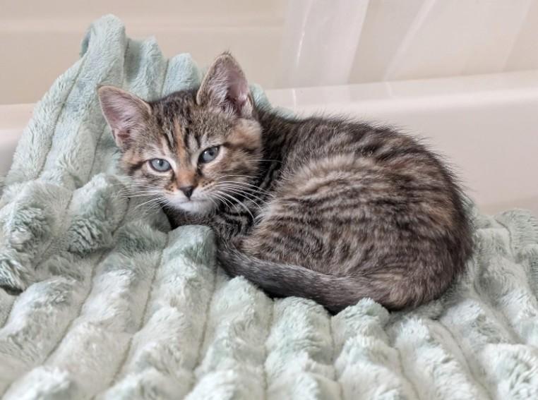 Everly, adopted, Kitten Female Domestic Short Hair.