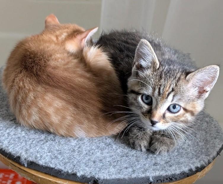 Enlarge Everly, an adopted Domestic Short Hair in Boiling Springs, PA image 5/6