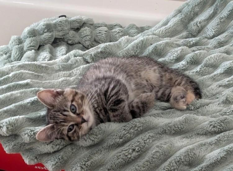 Enlarge Everly, an adopted Domestic Short Hair in Boiling Springs, PA image 2/6