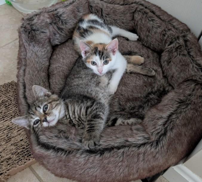 Enlarge Everly, an adopted Domestic Short Hair in Boiling Springs, PA image 6/6