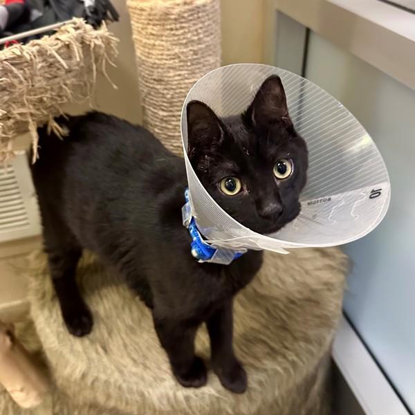 Snoop Dogg, Adoptable, Kitten Male Domestic Short Hair.