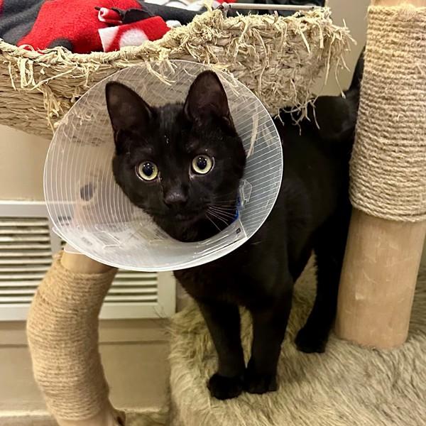 Enlarge Snoop Dogg, a Adoptable mixed breed in Walnut Creek, CA image 2/4