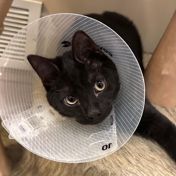 Enlarge Snoop Dogg, a Adoptable mixed breed in Walnut Creek, CA image 3/4