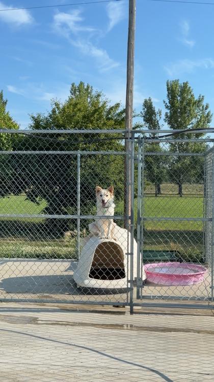 Waffles, Adoptable, Adult Male Mixed Breed & Mixed Breed.