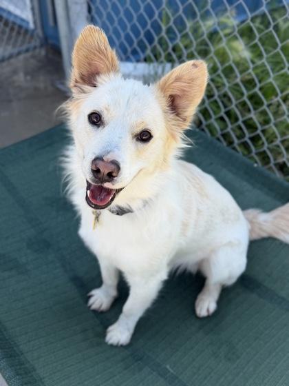 Enlarge Waffles, a Adoptable mixed breed in Aberdeen, SD image 2/3