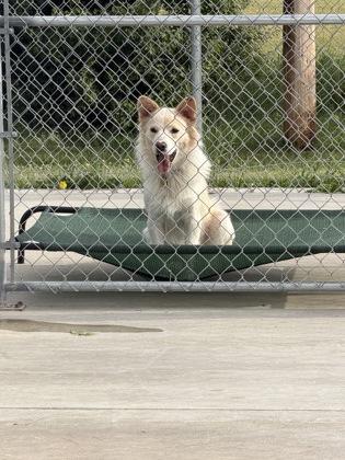 Enlarge Waffles, a Adoptable mixed breed in Aberdeen, SD image 3/3