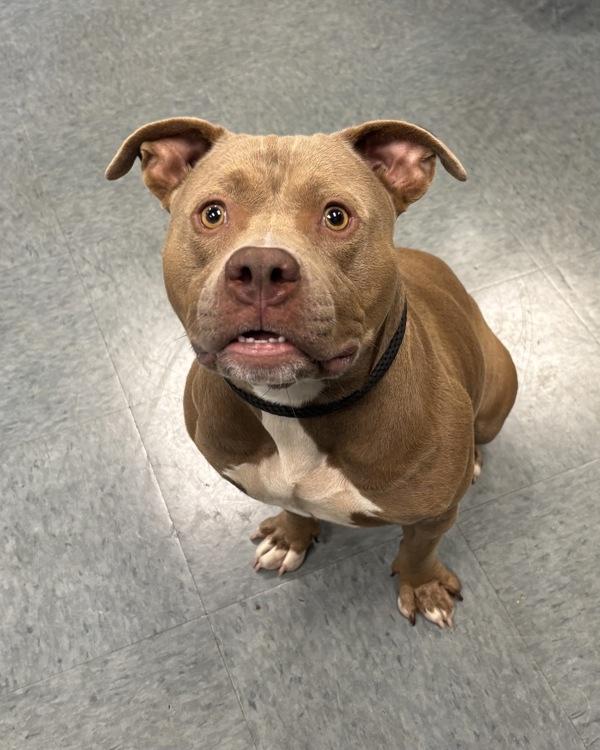 Live Wire, Adoptable, Young Female Pit Bull Terrier.