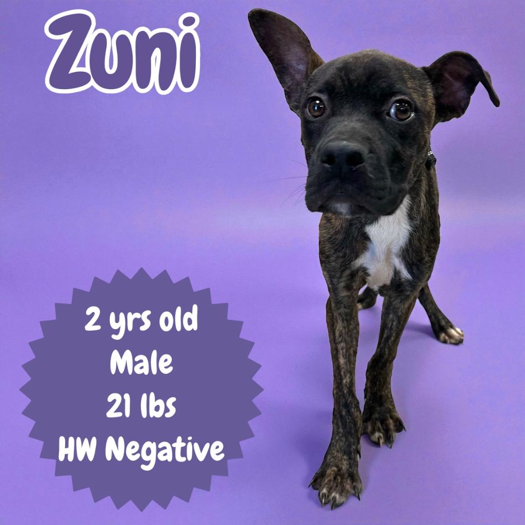 Zuni, Adopted, Adult Male Mountain Cur.