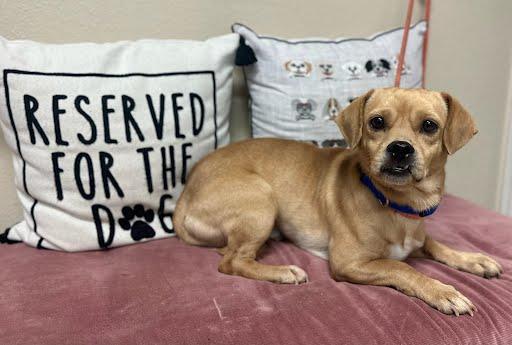 Enlarge Mugsy, a Adoptable mixed breed in Marshall, TX image 1/1