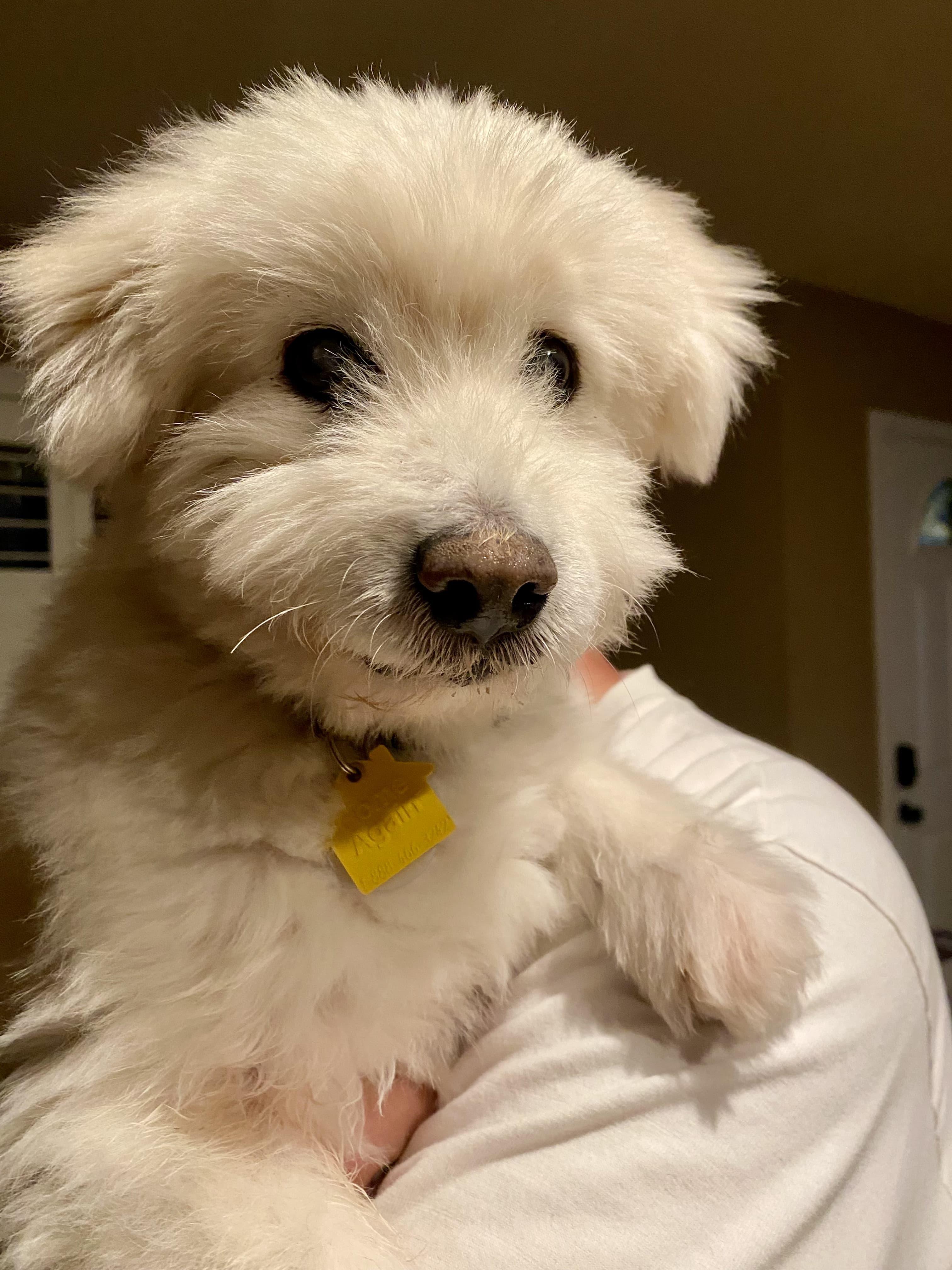 Enlarge Manny, an adopted mixed breed in Scottsdale, AZ image 1/2