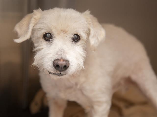 Manny, adopted, Adult Male Miniature Poodle.