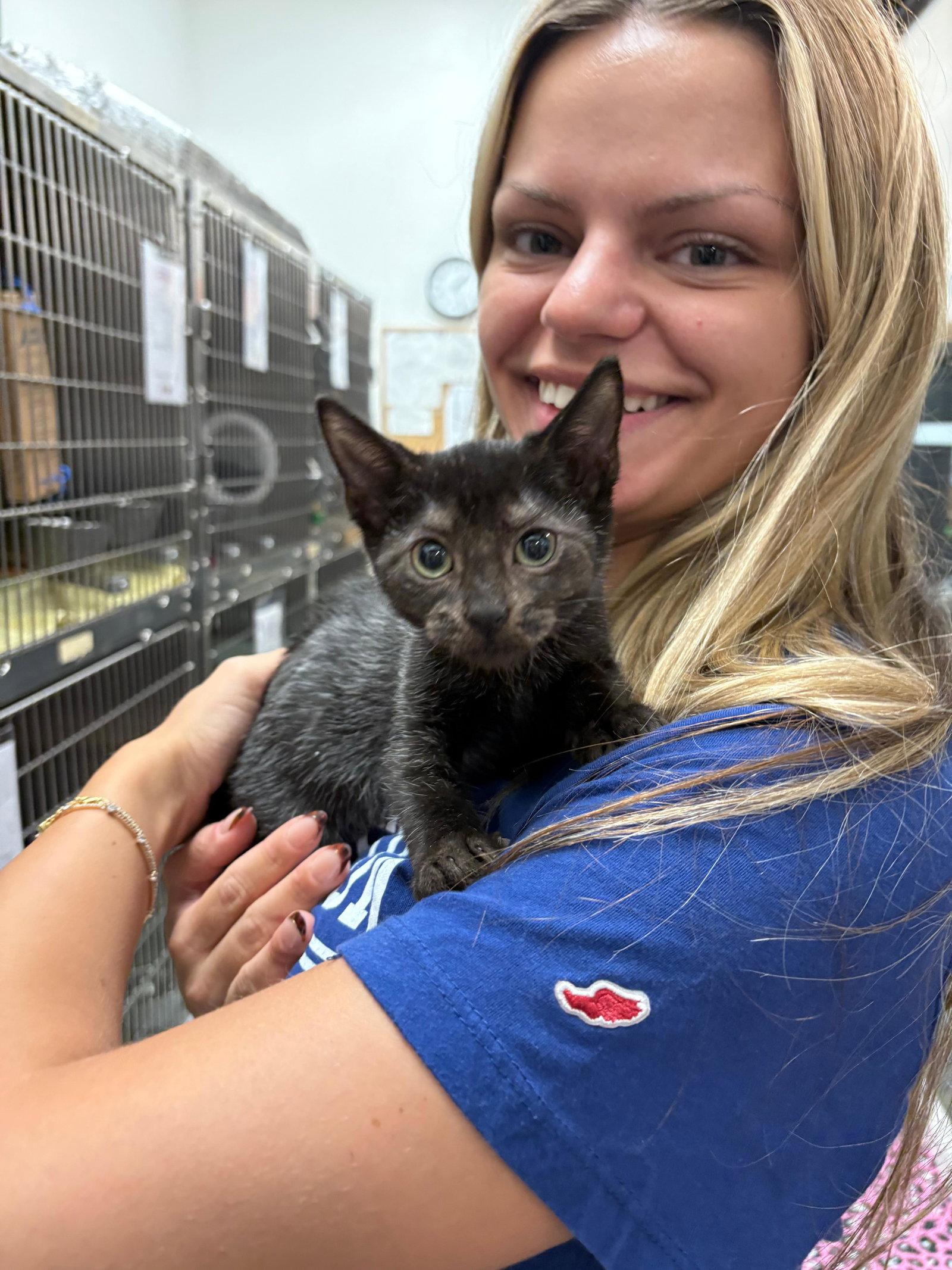 Kiwi Nagle, Adopted, Kitten Male Domestic Short Hair.