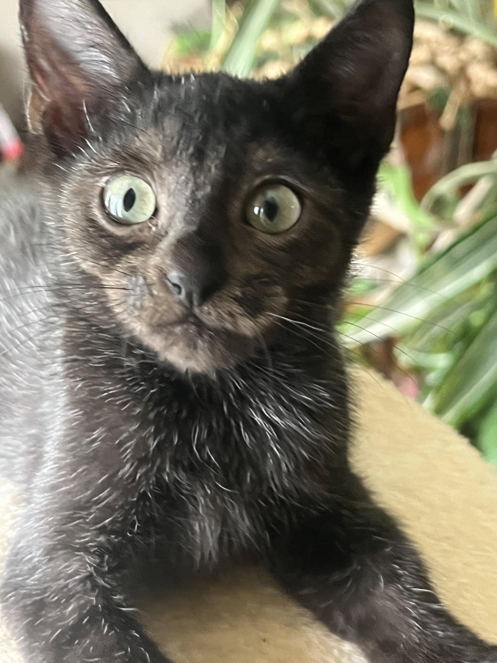 Enlarge Kiwi Nagle, a Adopted Domestic Short Hair in Trenton, NJ image 2/3