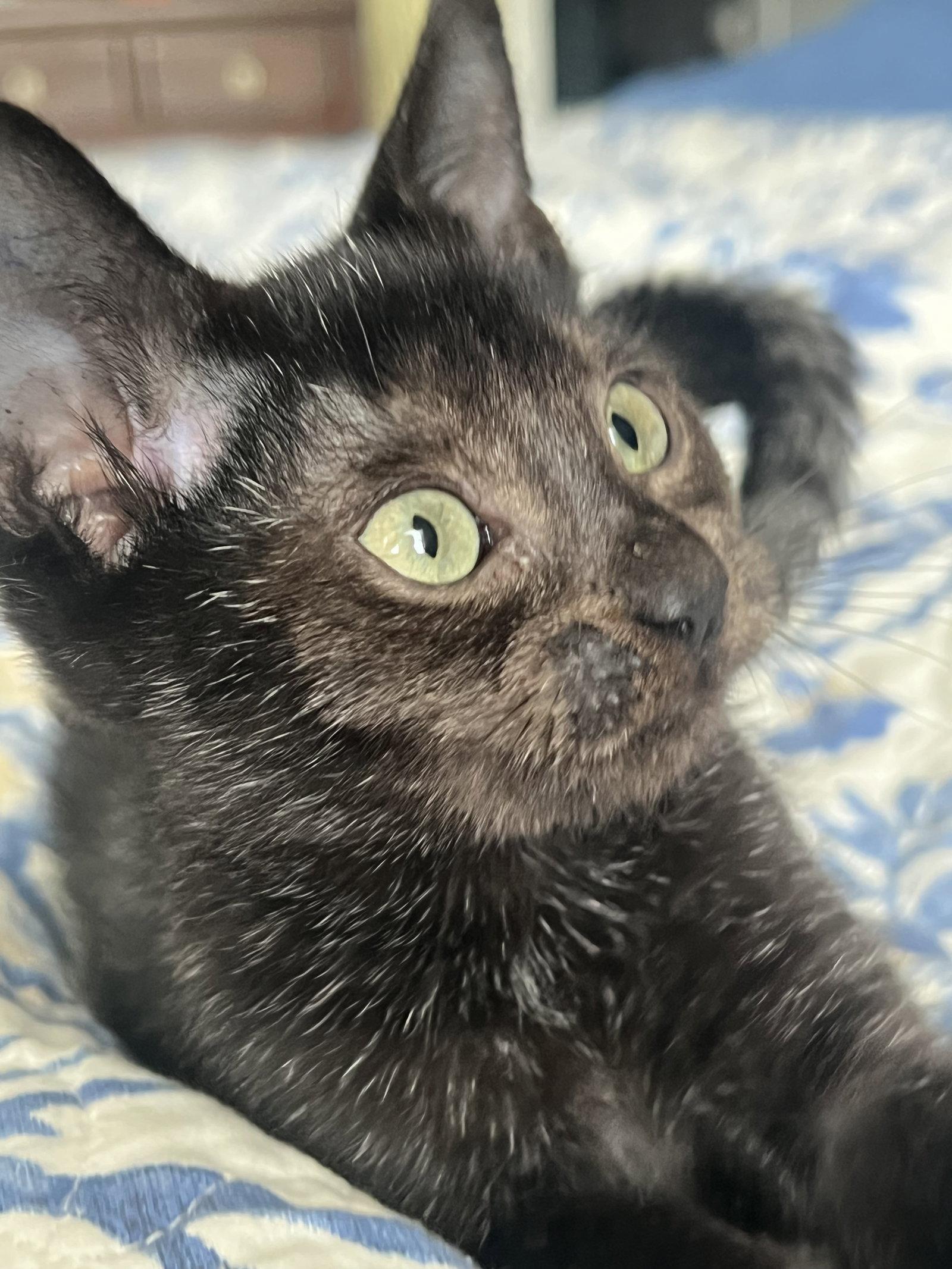 Enlarge Kiwi Nagle, a Adopted Domestic Short Hair in Trenton, NJ image 3/3