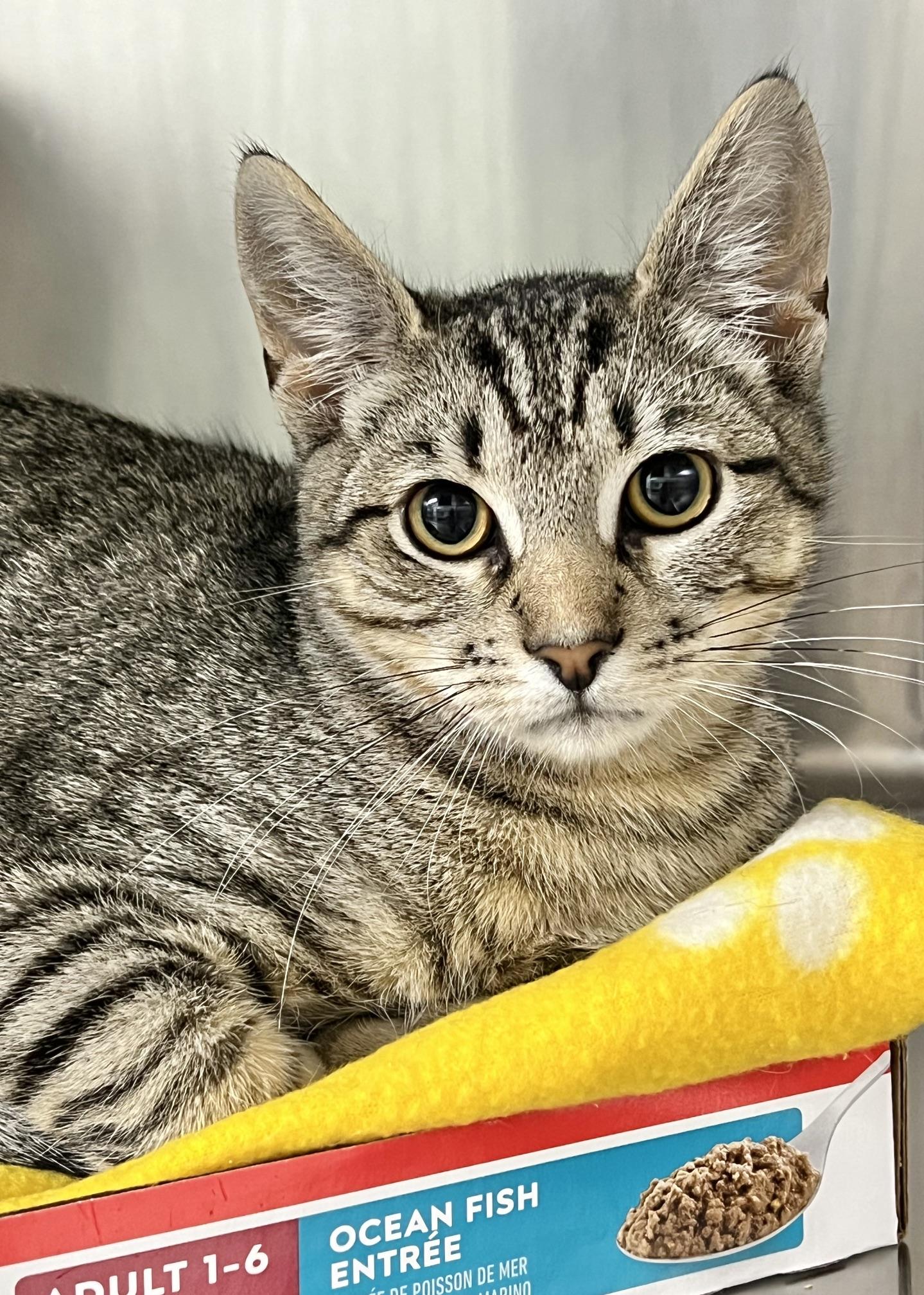 Teddy Ruxpin, Adoptable, Kitten Male Domestic Short Hair.