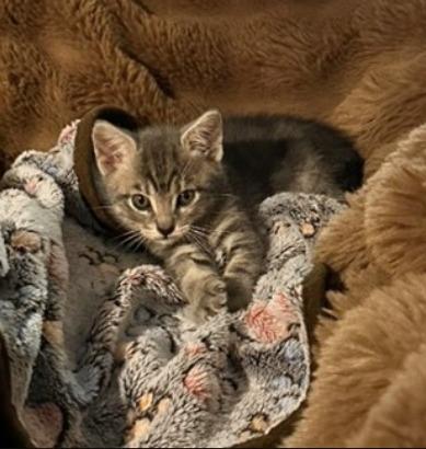 Clare, Adoptable, Kitten Female Domestic Short Hair.