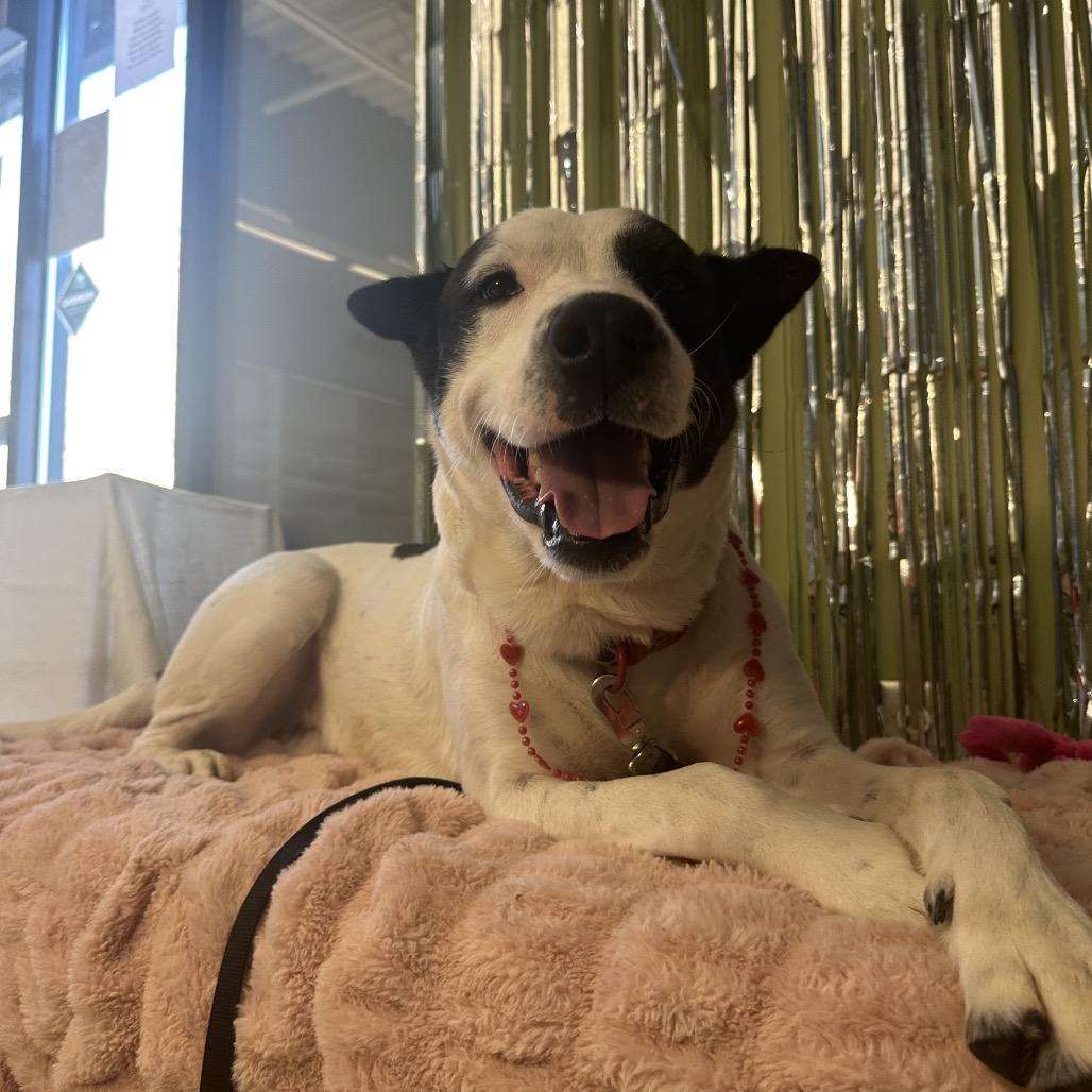 Booge, Adoptable, Adult Male Mixed Breed.