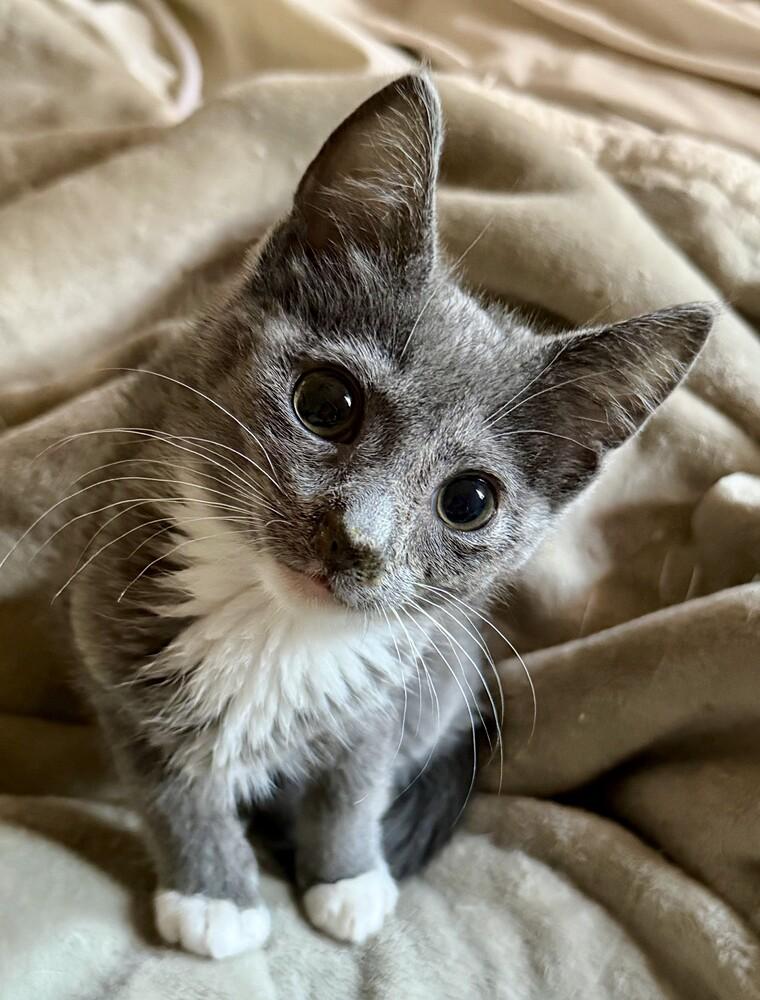 Enlarge Tippy (male), a Adoptable mixed breed in Little Rock, AR image 1/4