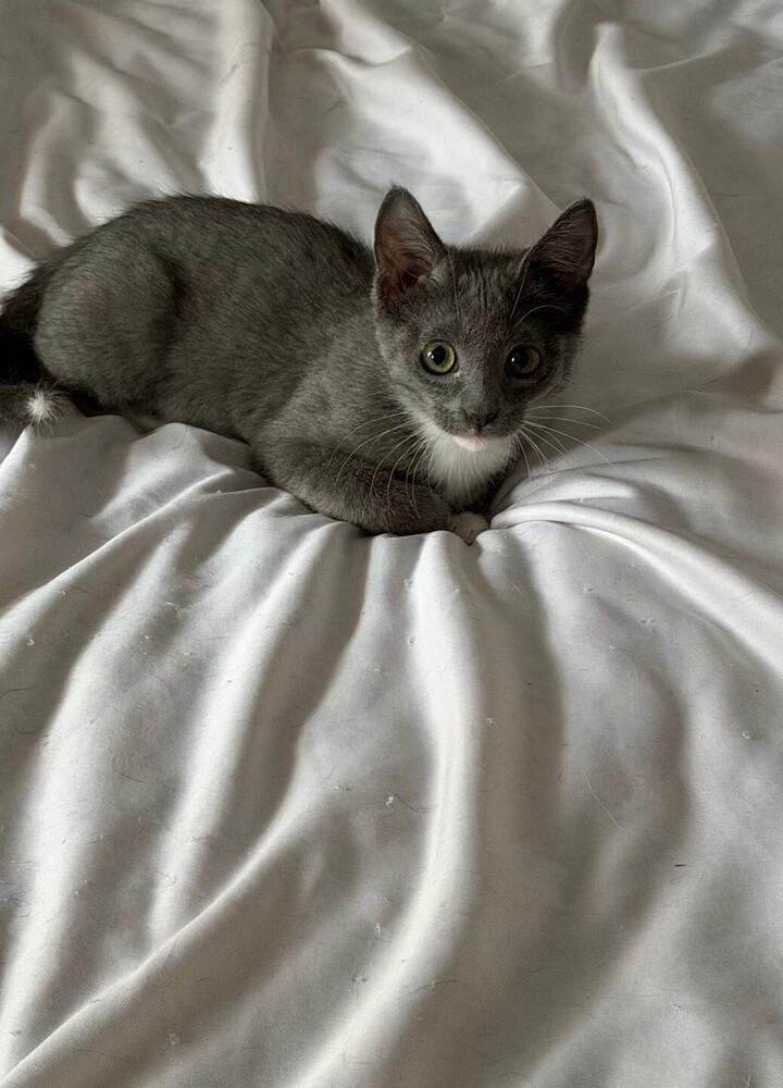 Enlarge Tippy (male), a Adoptable mixed breed in Little Rock, AR image 2/4