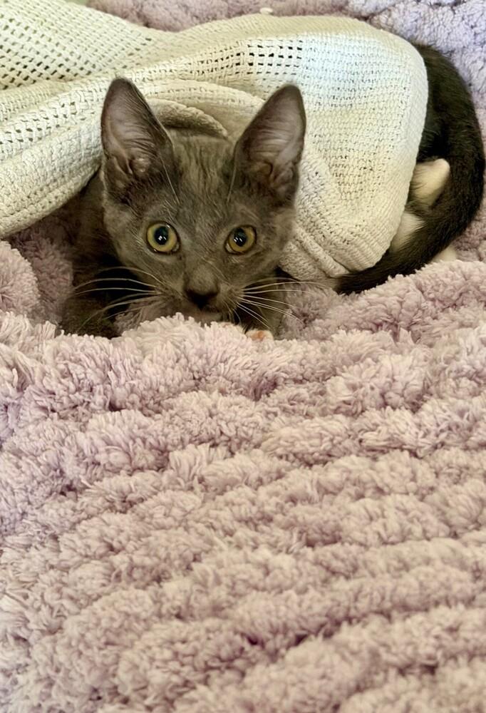 Enlarge Tippy (male), a Adoptable mixed breed in Little Rock, AR image 4/4