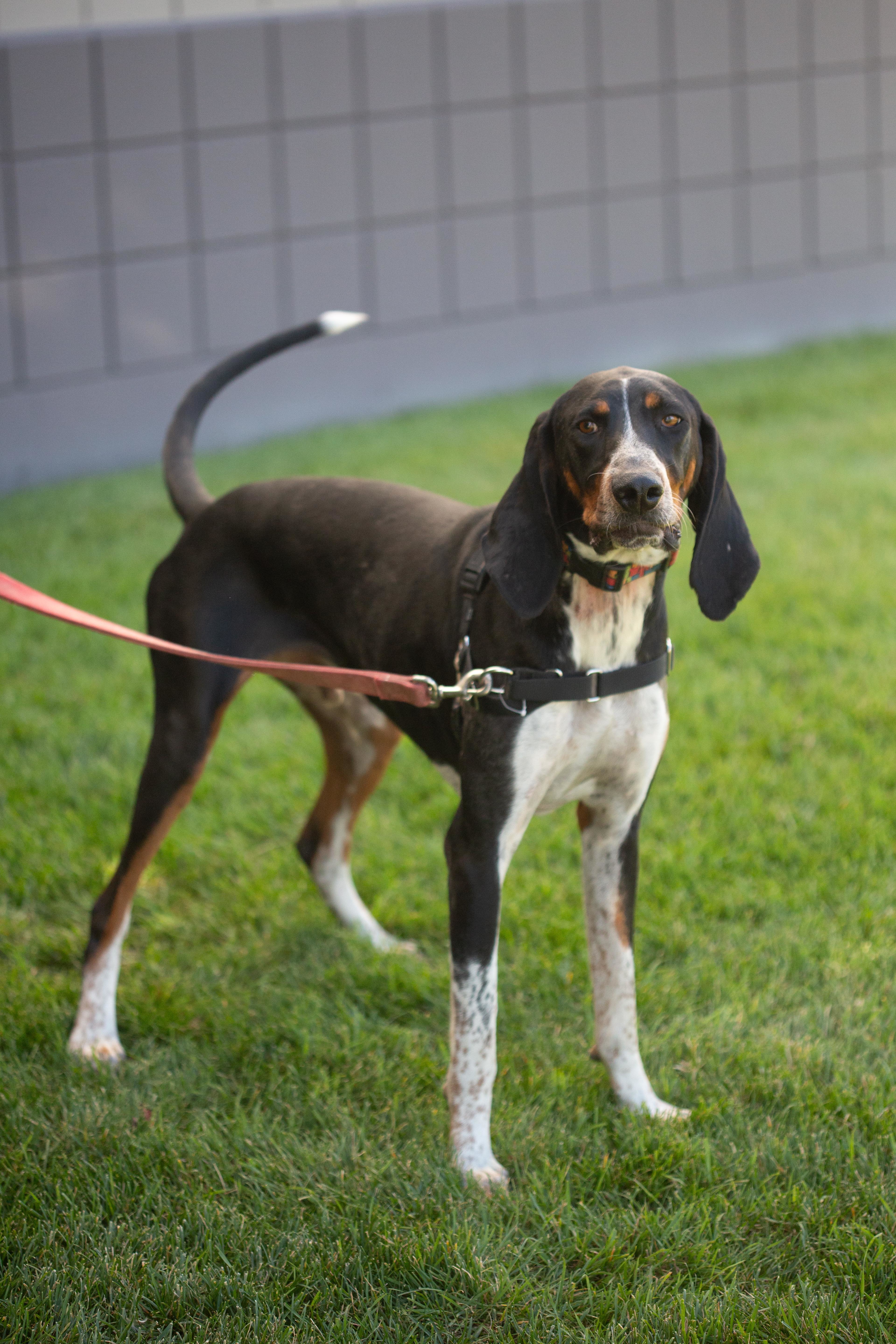 Dos, Adoptable, Adult Male Hound.