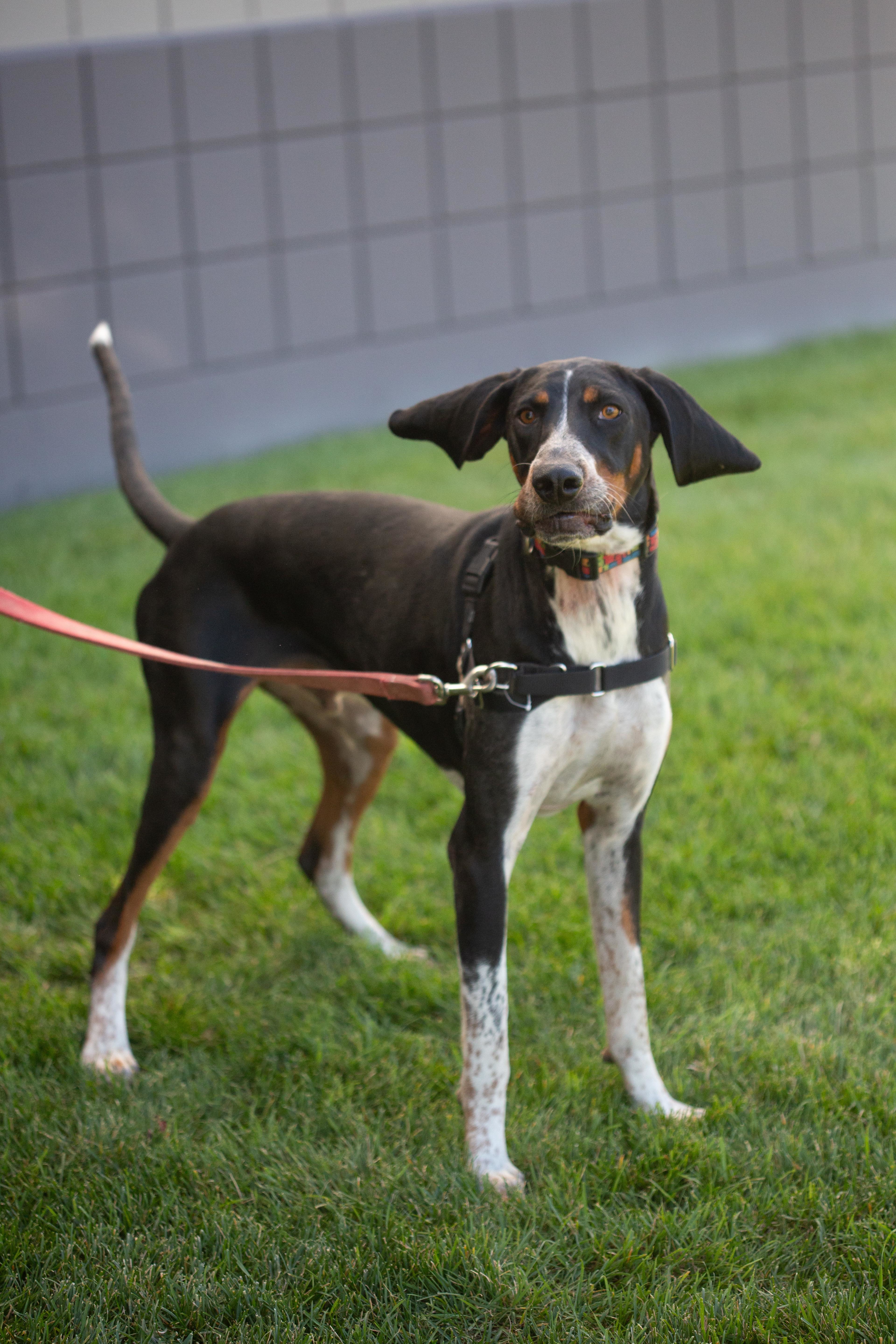Dos, a Adoptable mixed breed in Millville, UT image 5/12