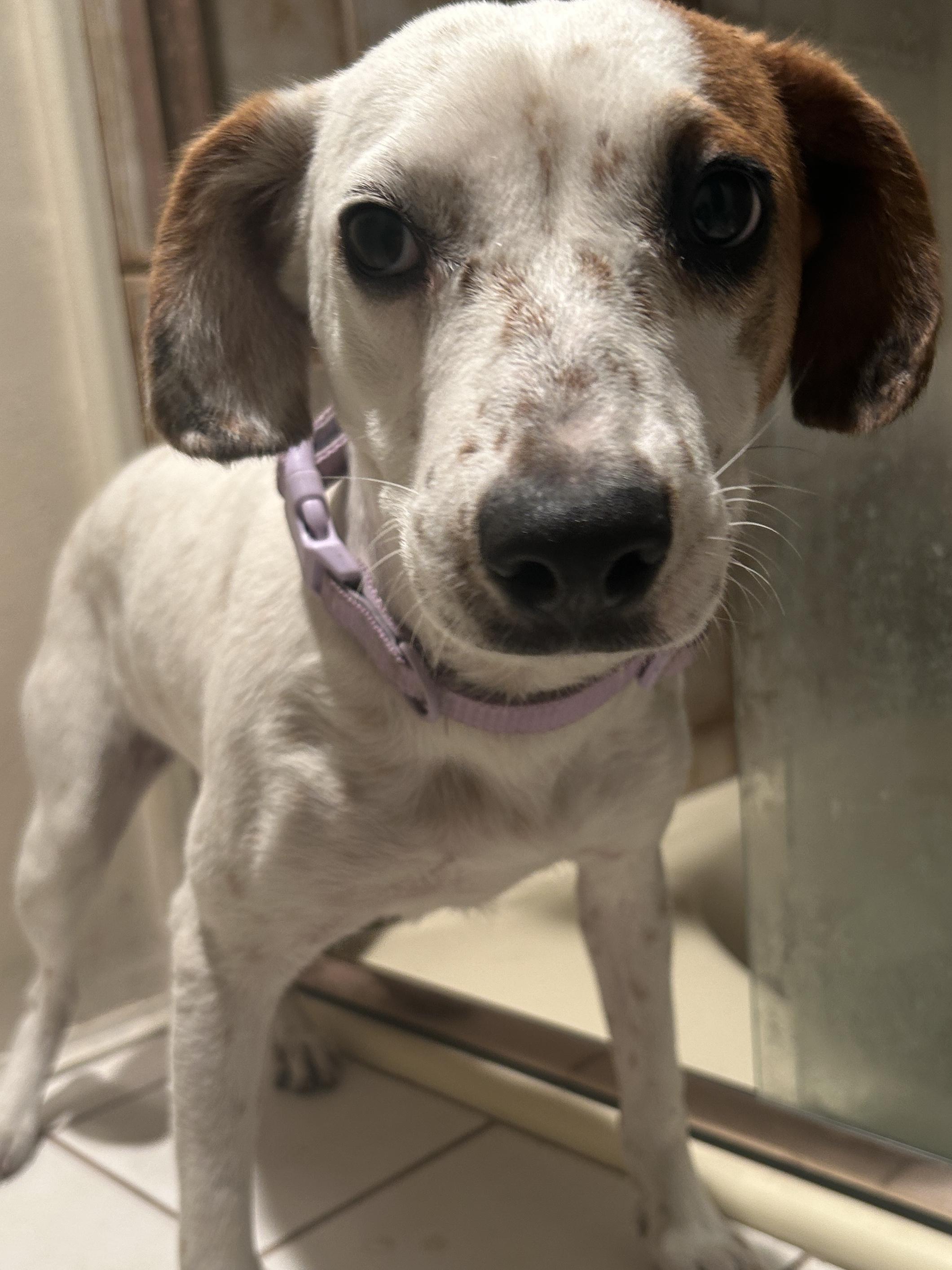 CANDY , a ADOPTABLE mixed breed in El Cajon, CA image 1/6