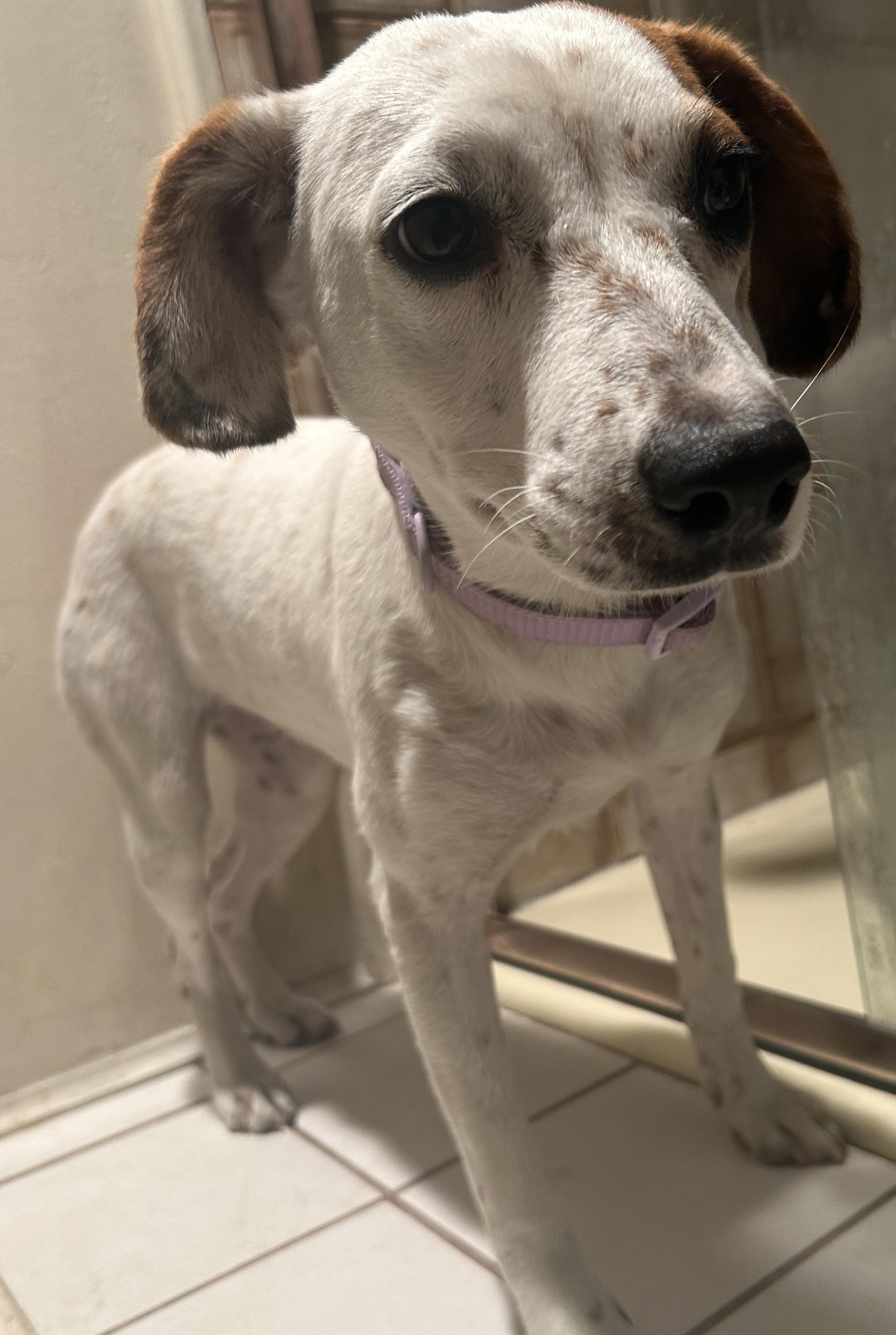 CANDY , a ADOPTABLE mixed breed in El Cajon, CA image 3/6