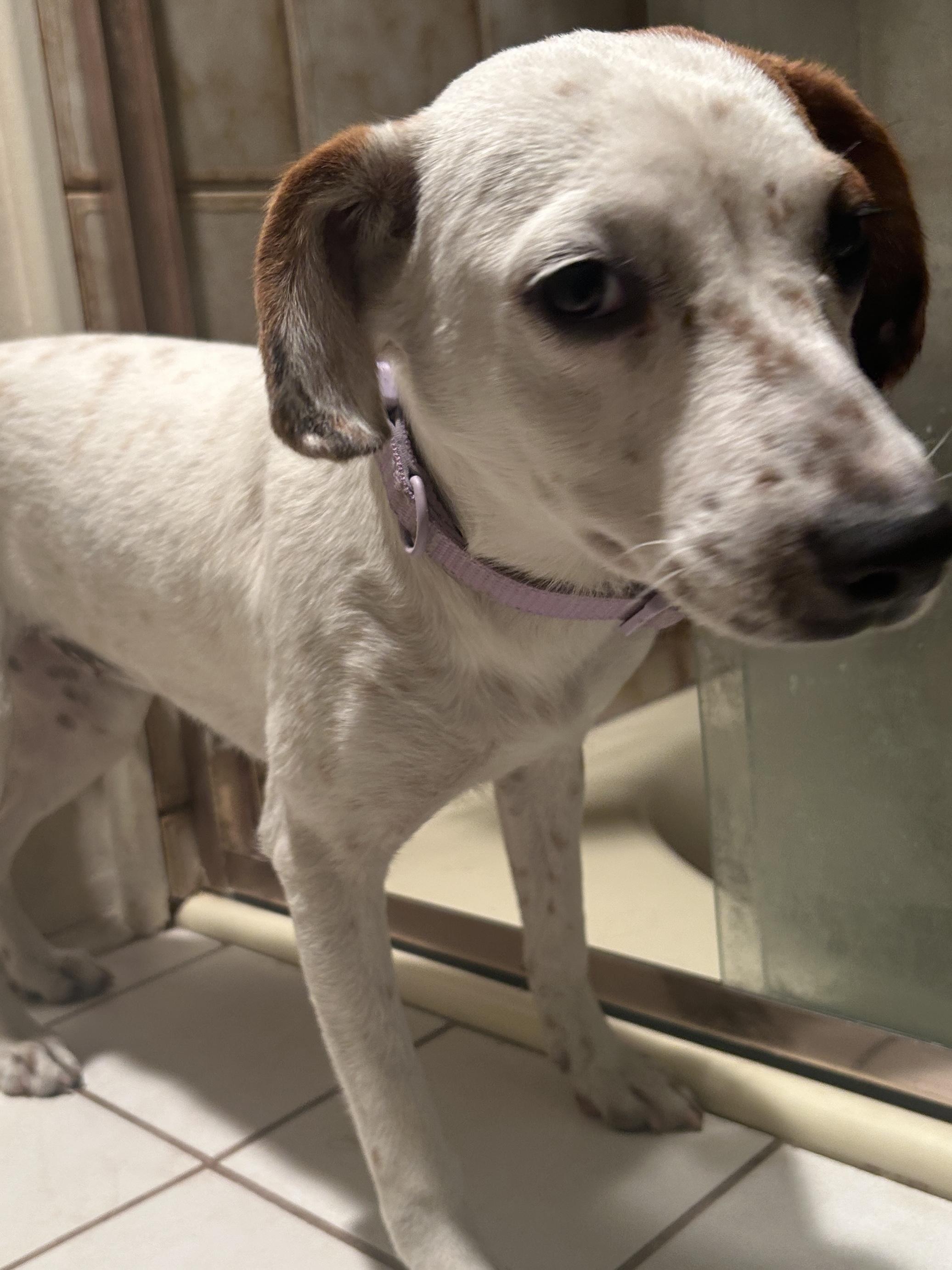 CANDY , a ADOPTABLE mixed breed in El Cajon, CA image 4/6