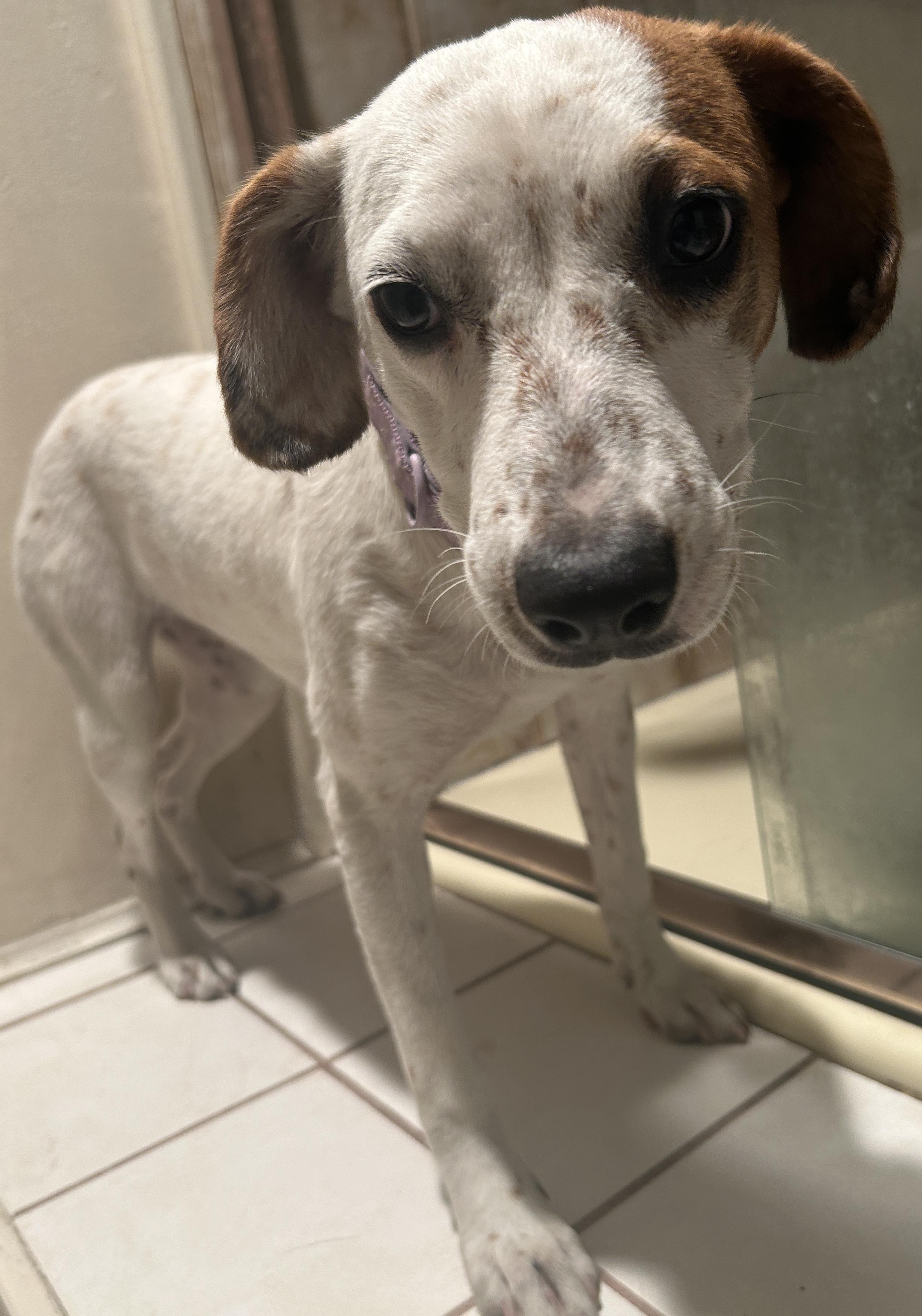 CANDY , a ADOPTABLE mixed breed in El Cajon, CA image 5/6