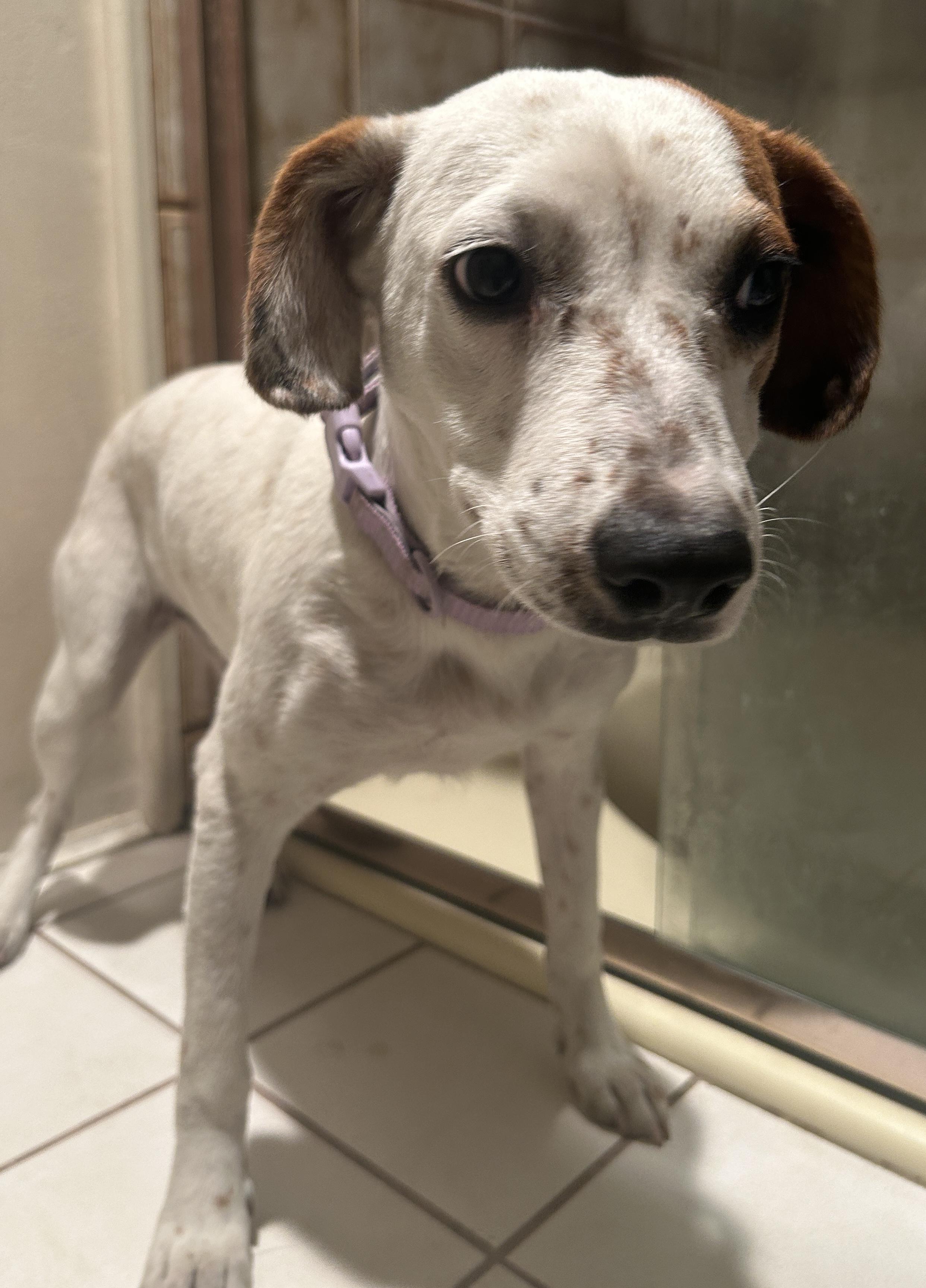 CANDY , a ADOPTABLE mixed breed in El Cajon, CA image 6/6