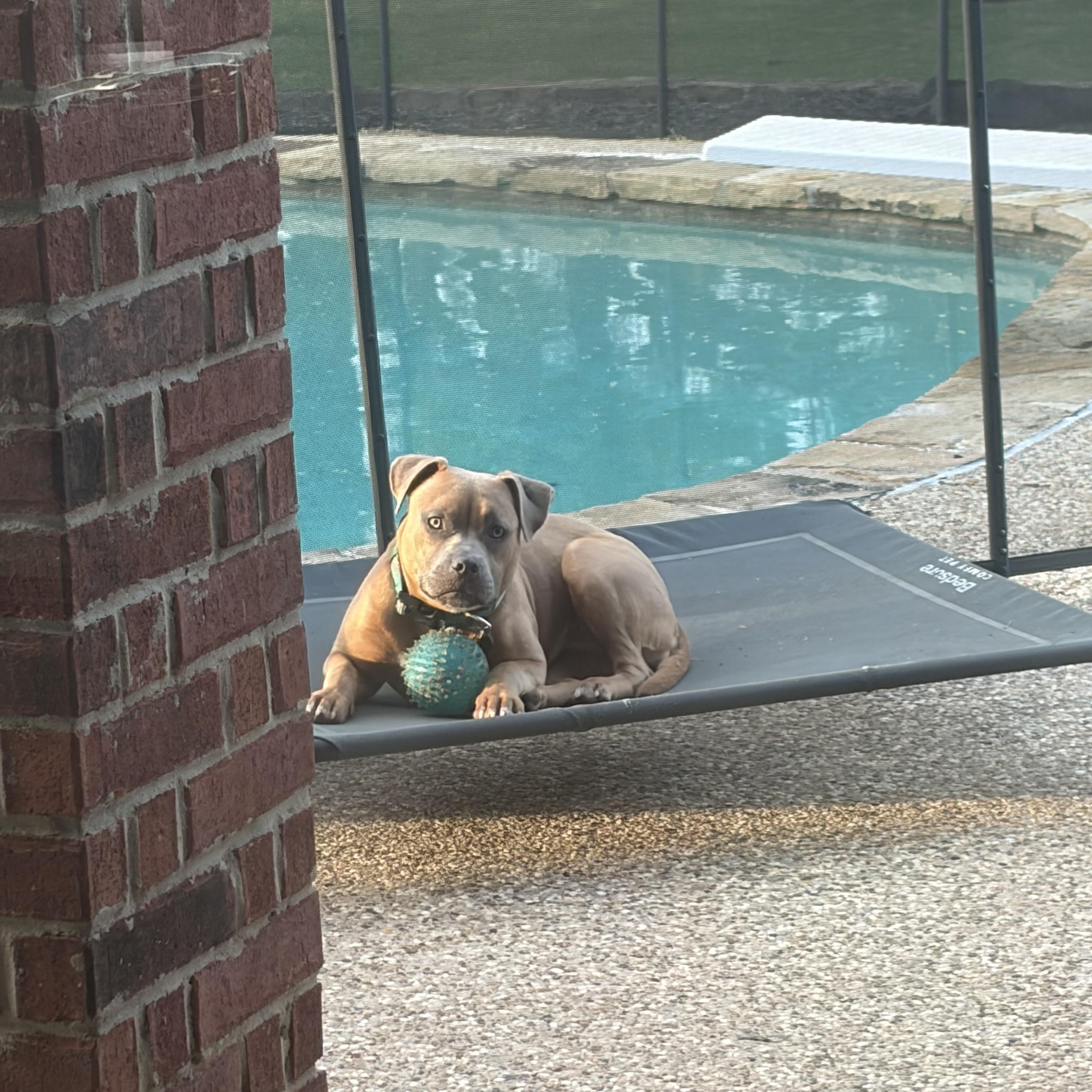 Enlarge Hazel, an adopted American Bully in Mansfield, TX image 6/6