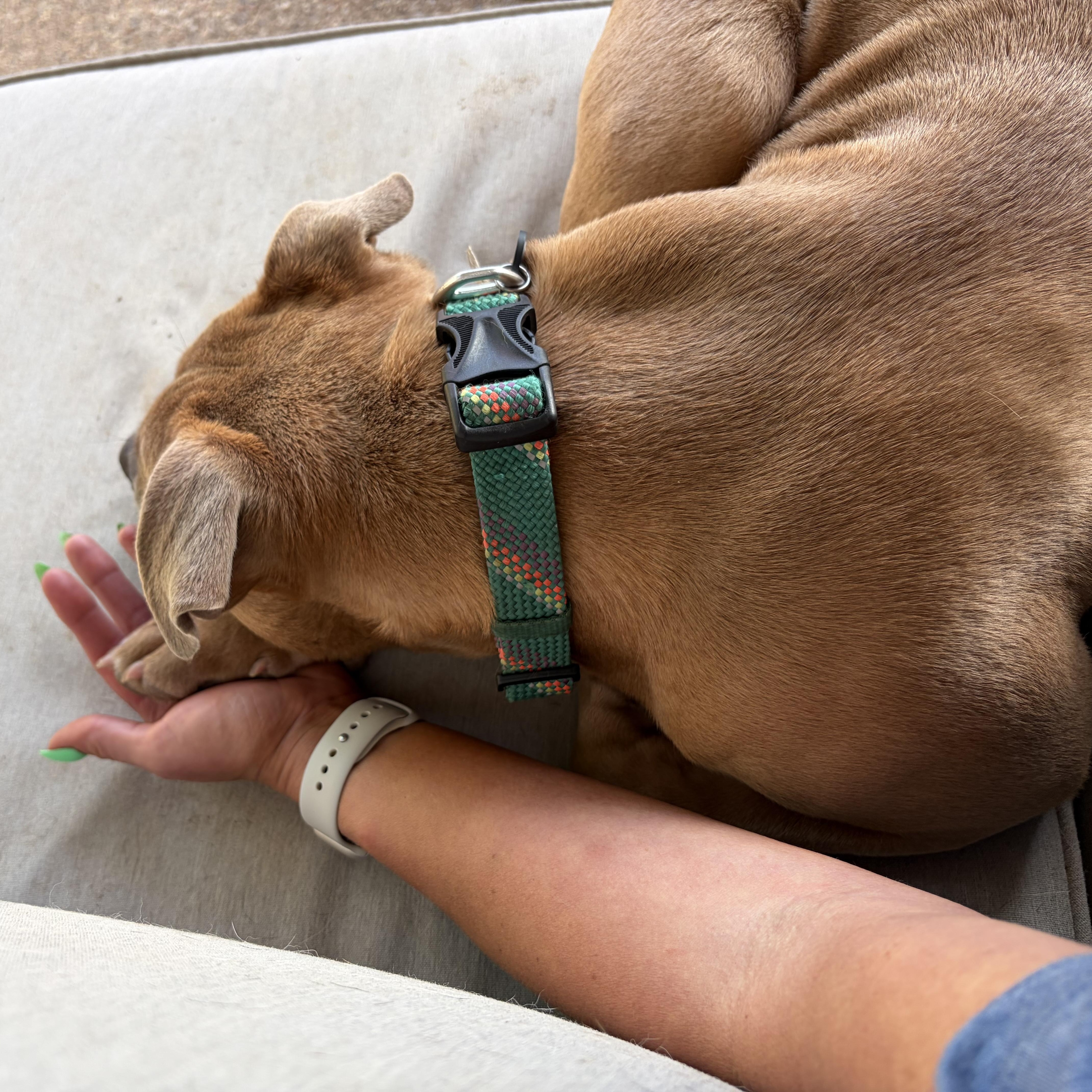 Enlarge Hazel, an adopted American Bully in Mansfield, TX image 5/6