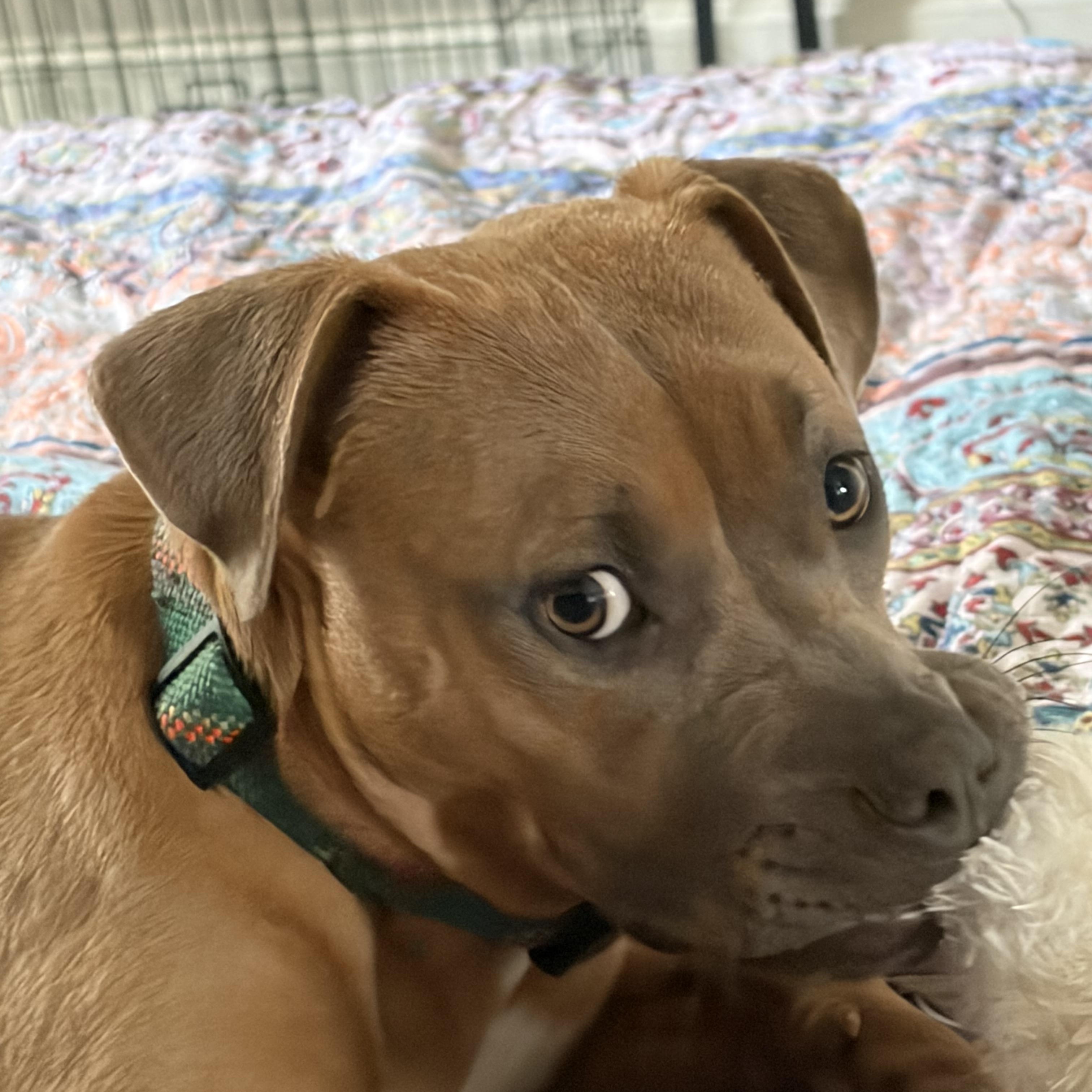 Enlarge Hazel, an adopted American Bully in Mansfield, TX image 2/6