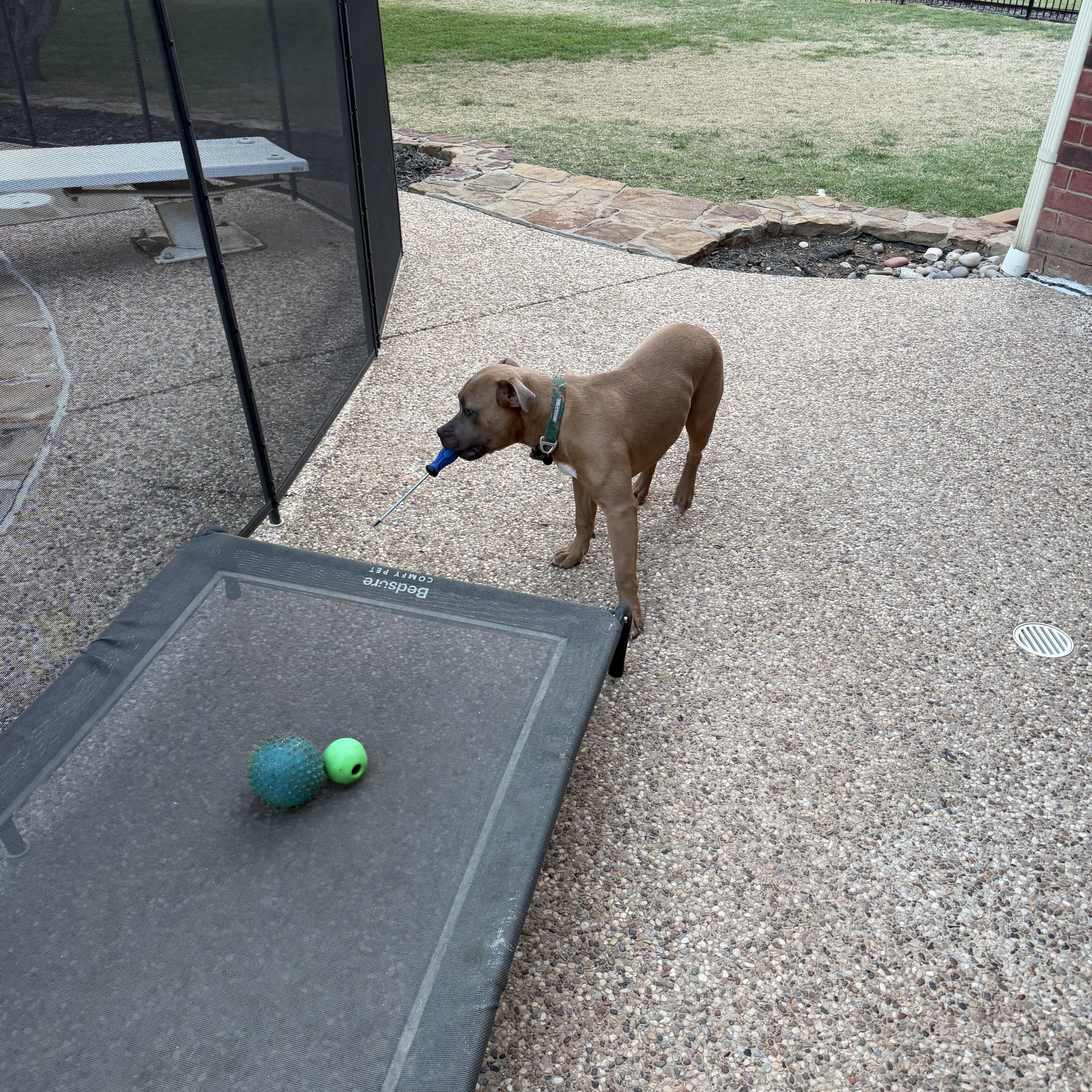 Enlarge Hazel, an adopted American Bully in Mansfield, TX image 3/6