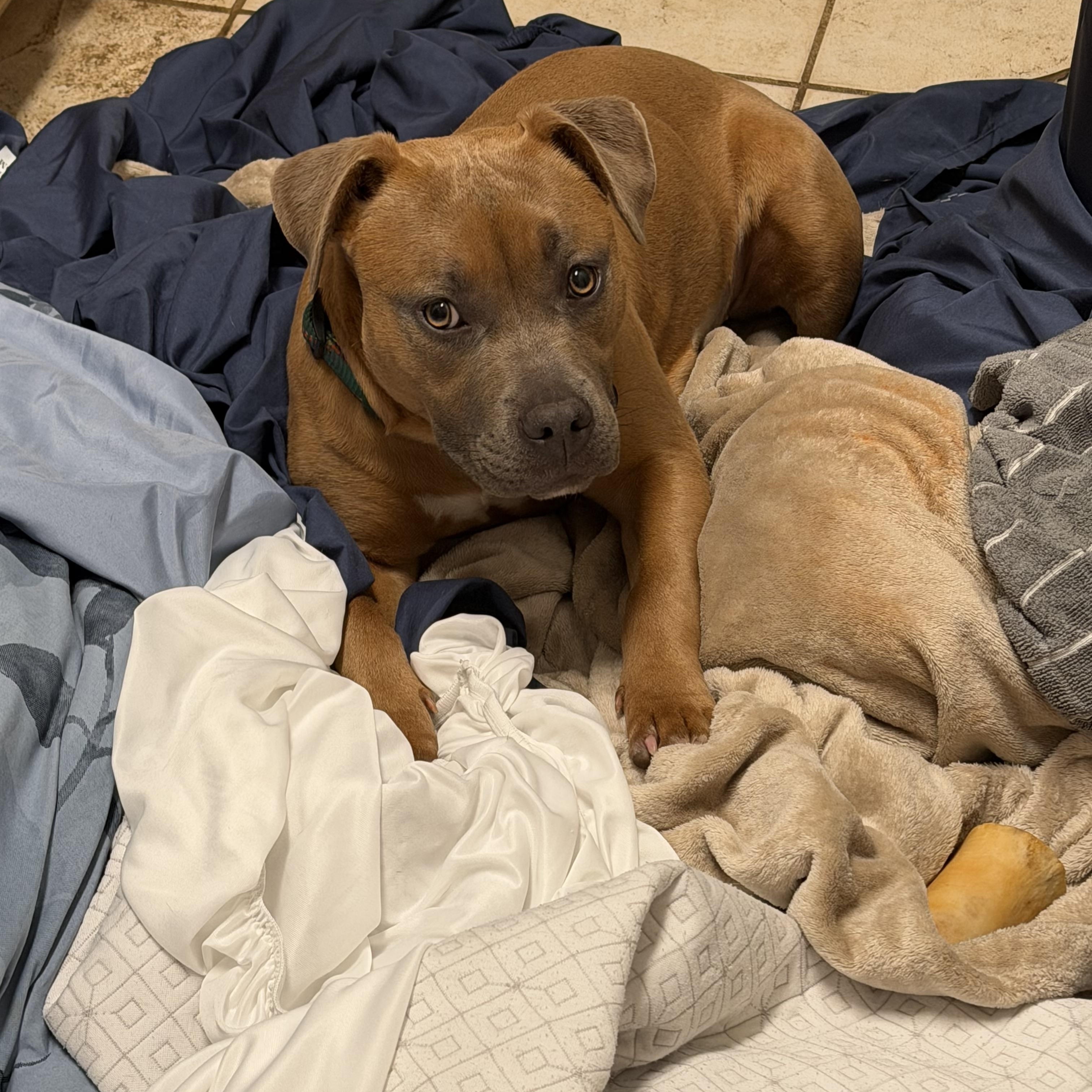 Enlarge Hazel, an adopted American Bully in Mansfield, TX image 4/6