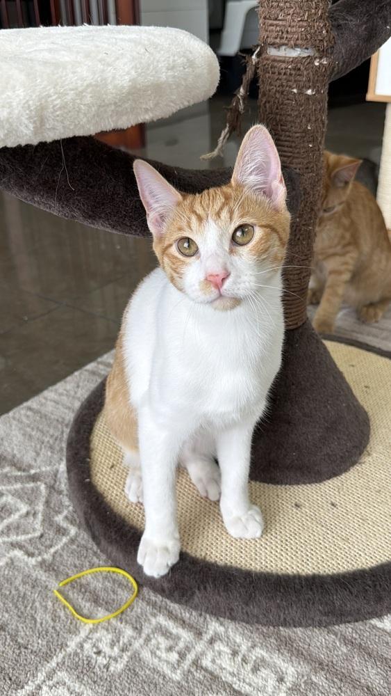 Enlarge Waffles, a Adoptable mixed breed in Fort Lauderdale, FL image 1/4