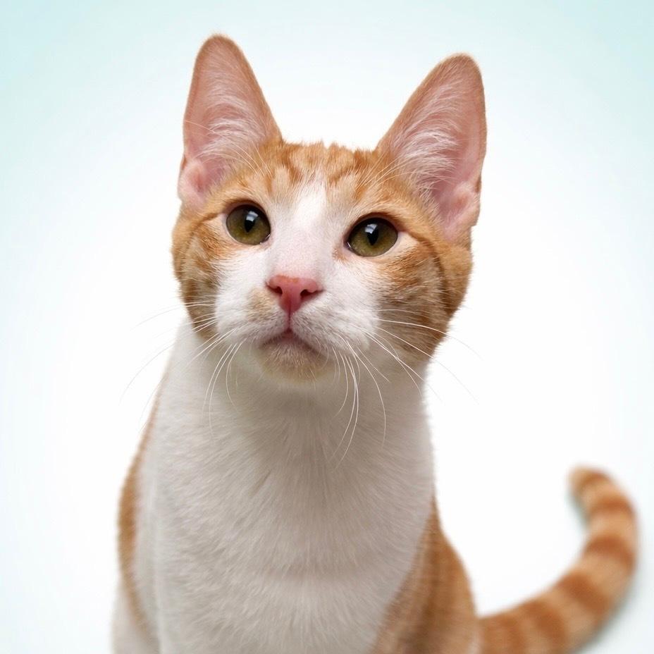 Waffles, Adoptable, Kitten Male Tabby & Domestic Short Hair.